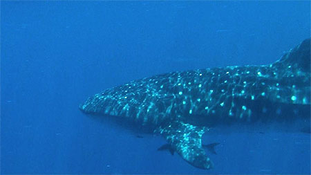 Requin Baleine Requin Baleine