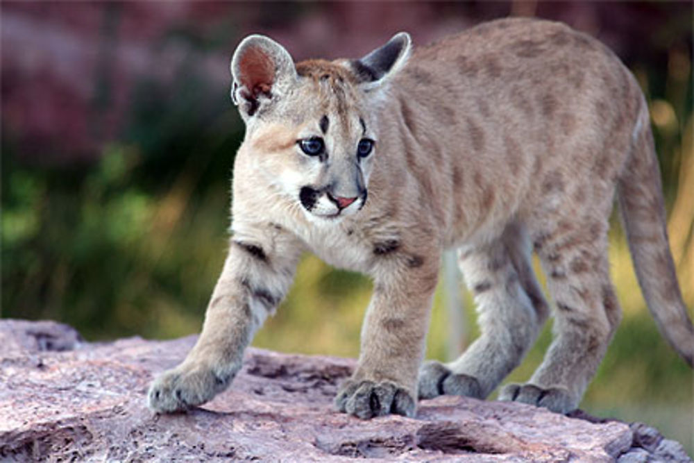 Jeune puma