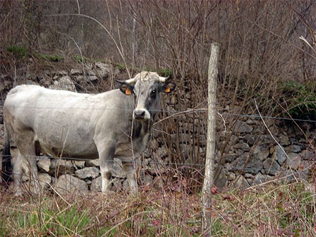 Oh! La belle vache! Oh! La belle vache!