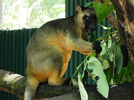 Kangourou arboricole Kangourou arboricole