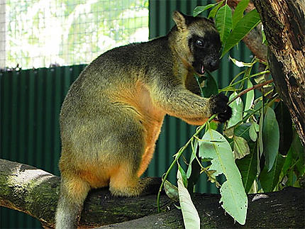 Kangourou arboricole