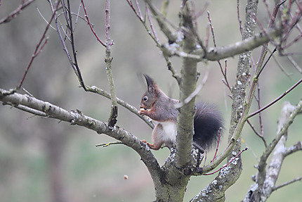 Écureuil croquant une noix
