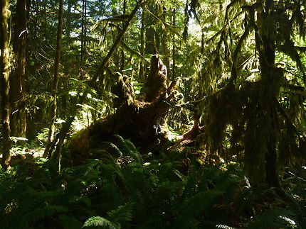 Cathedral grove, forêt millénaire à Vancouver