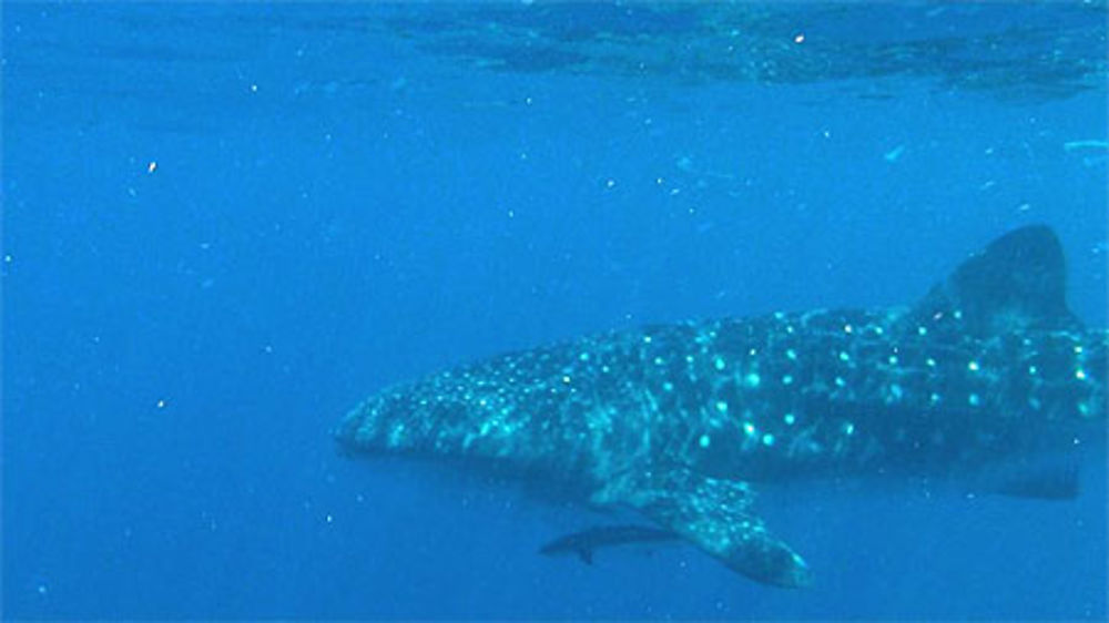 Requin Baleine