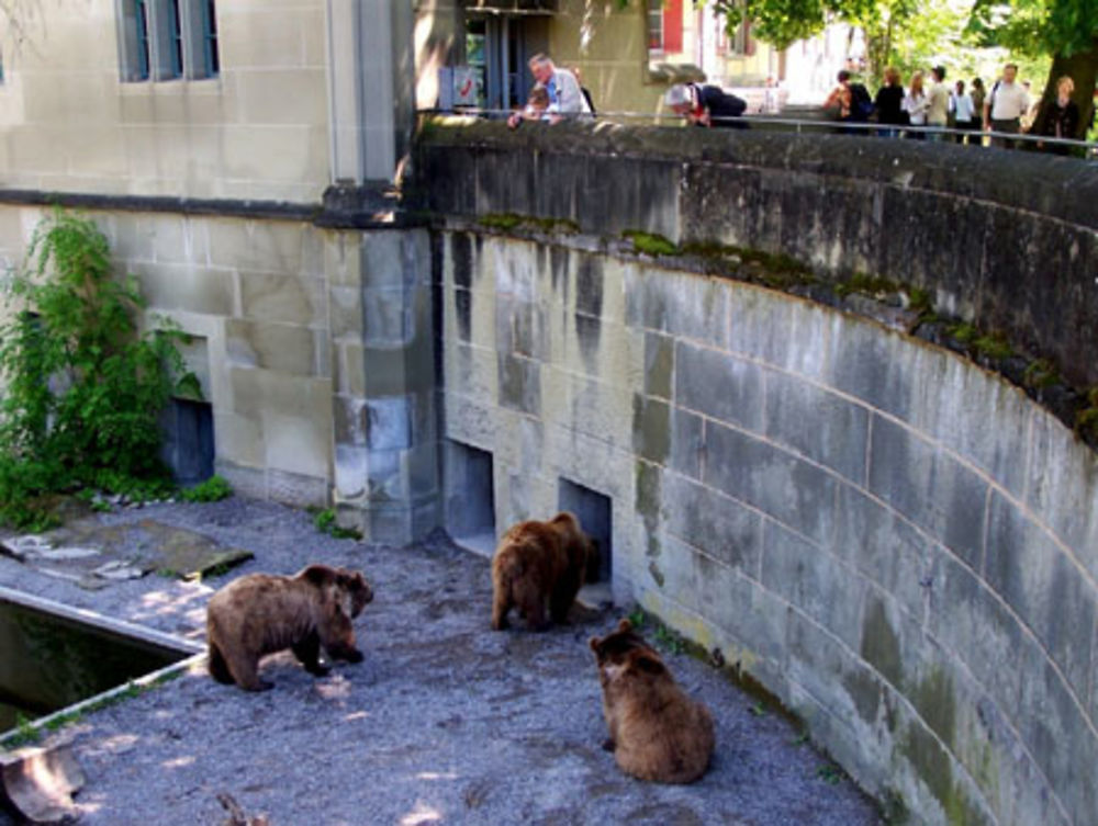 Les ours de Berne