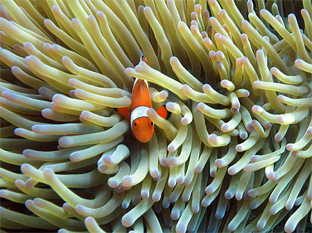 Poisson clown Poisson clown