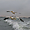 Pélicans à Walvis Bay
