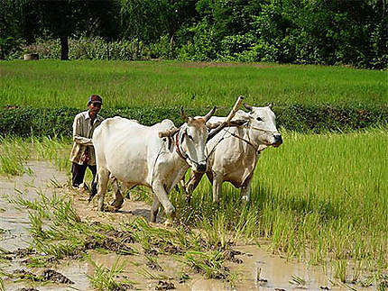 Le temps des labours dans les rizières