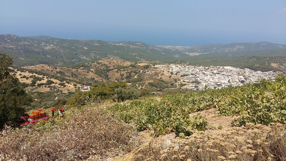 Les vendanges d'Embonas