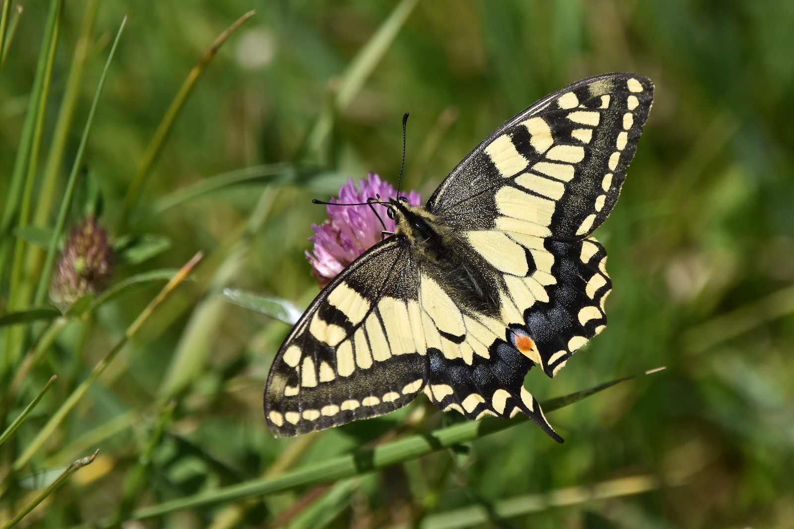 Machaon Machaon