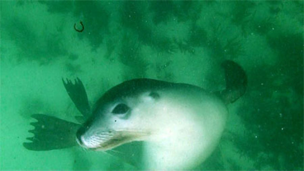 Australian Sea Lion