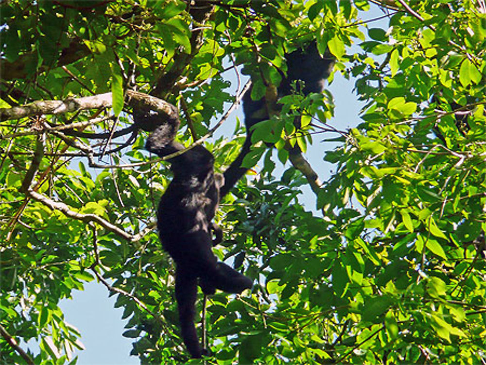 Singes hurleurs ayant capté notre attention