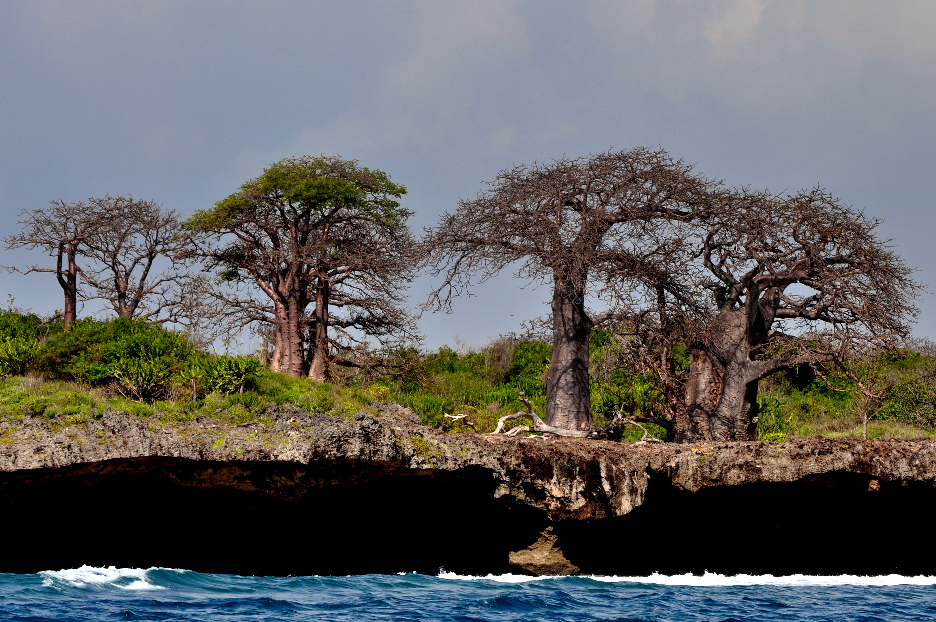 Les baobabs Les baobabs