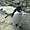Pingouin surfeur, océanorium de Lisbonne