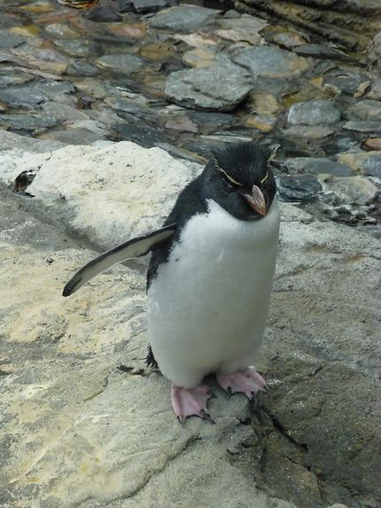 Pingouin surfeur, océanorium de Lisbonne