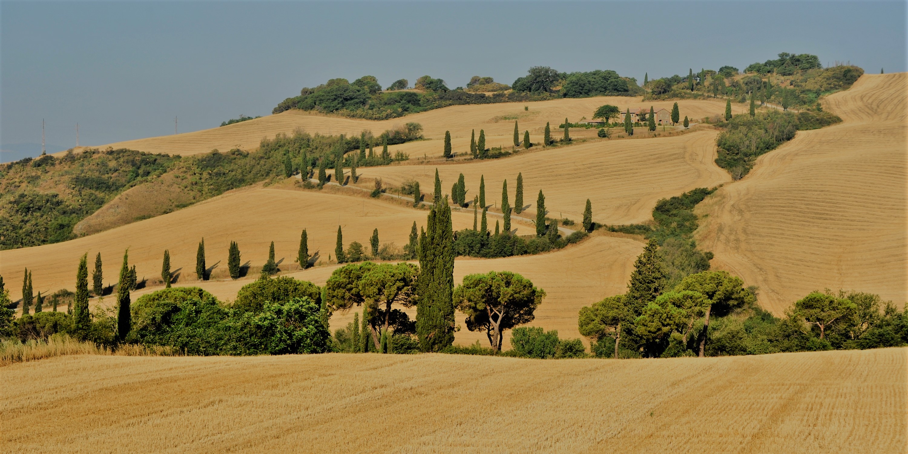 Entre oliviers et cyprès en Toscane Entre oliviers et cyprès en Toscane
