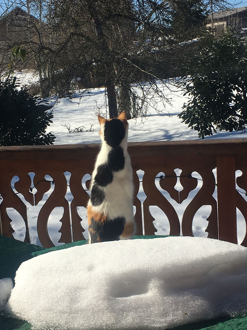 Chat guettant l’arrivée des prochains flocons