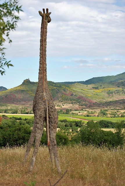 Une girafe au Salagou