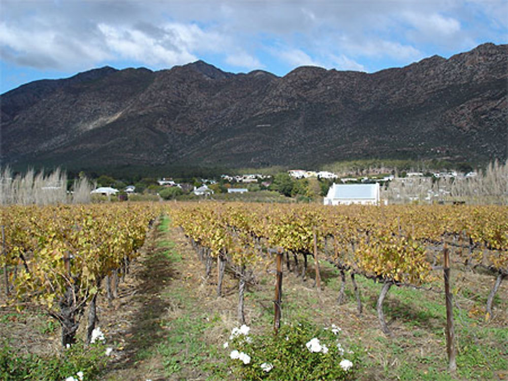 Vignobles à Montagu