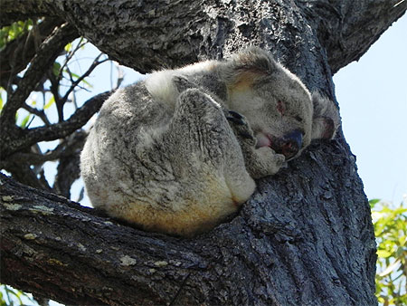 Koala sauvage Koala sauvage