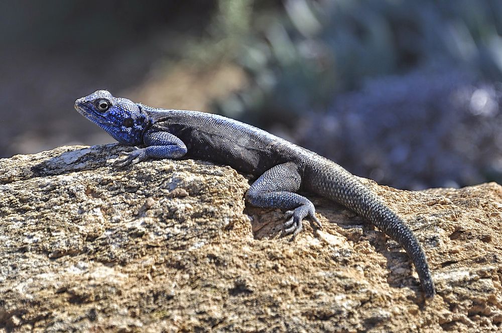 Lézard bleu!!!