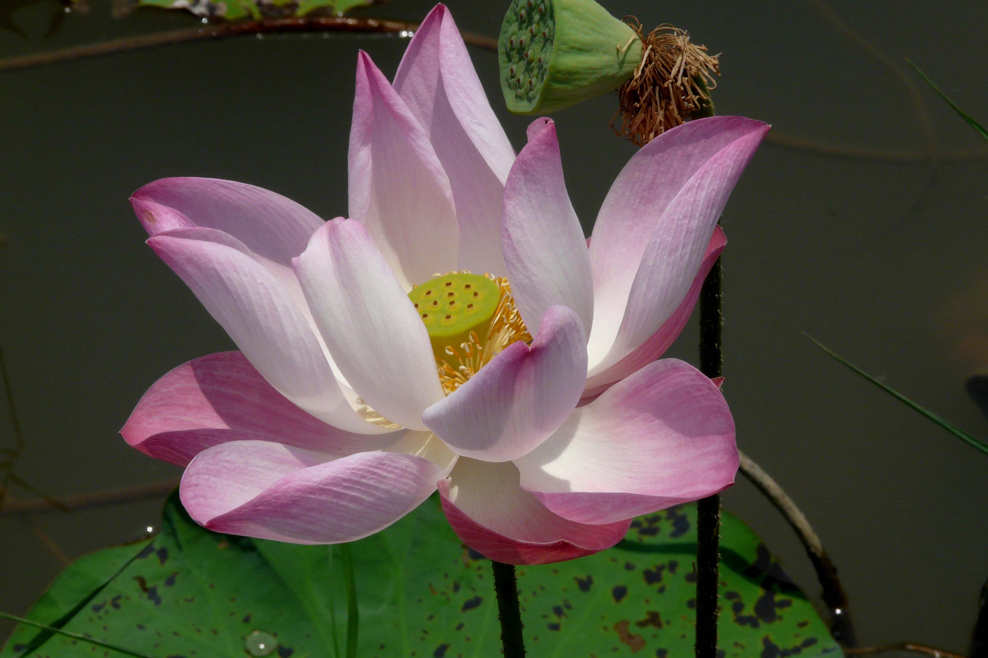 Fleur de Lotus : Fleurs : Chiang Mai (Chieng Mai) : Nord montagneux ...