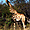 Girafe dans le parc Hwange