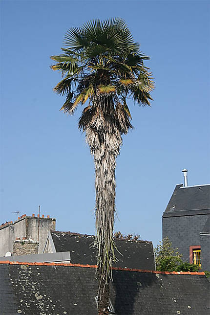 Un palmier à Quimper