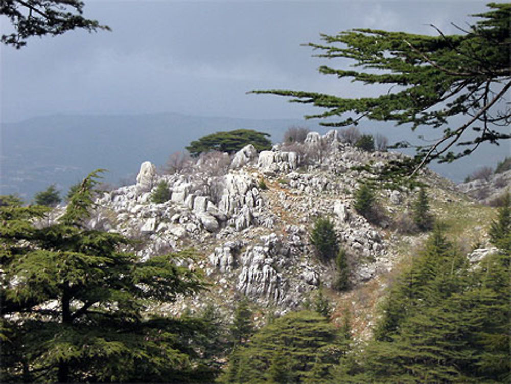 Les Cèdres du Chouf