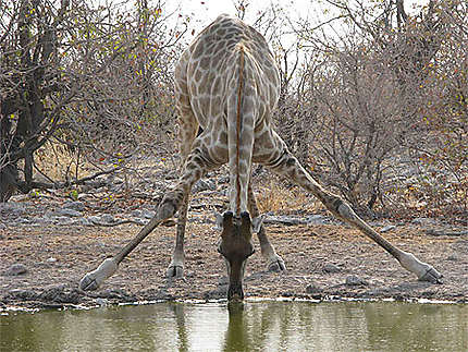 Girafe à Etosha