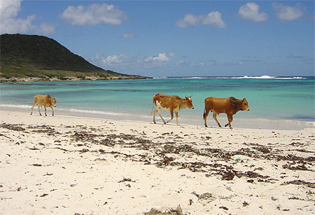 Vaches insolite Vaches insolite