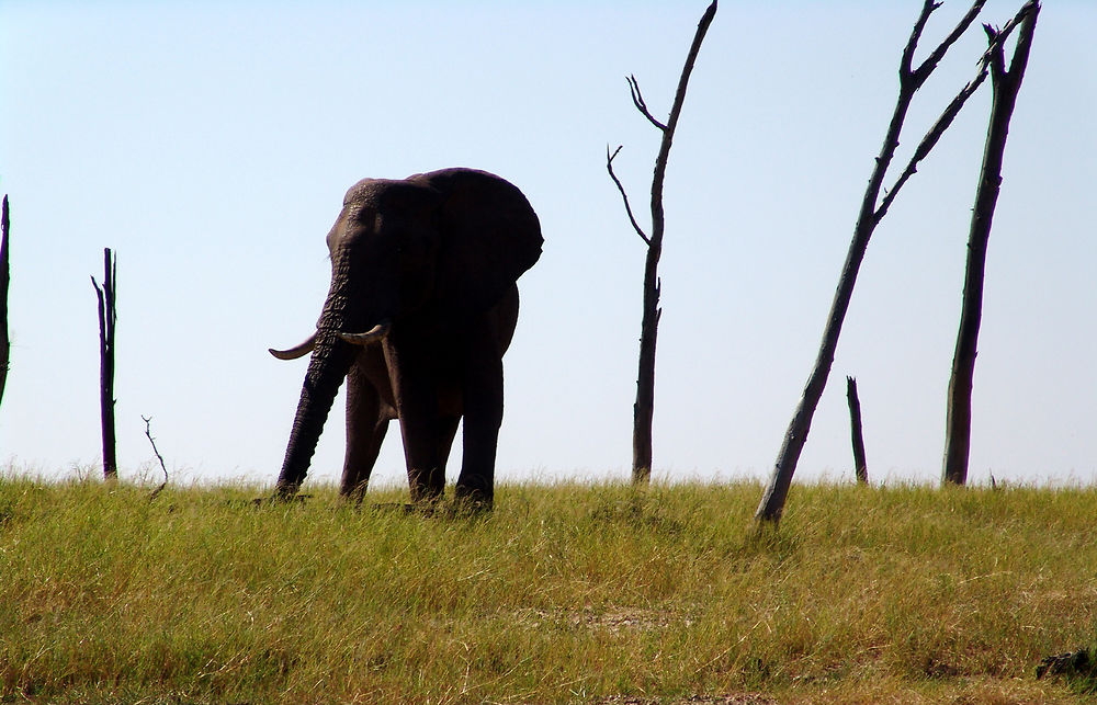 Eléphant au bord du lac Kariba