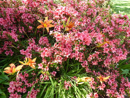 Parc botanique de Cornouaille jardin remarquable