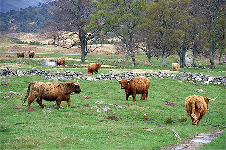 Vaches highlandaises
