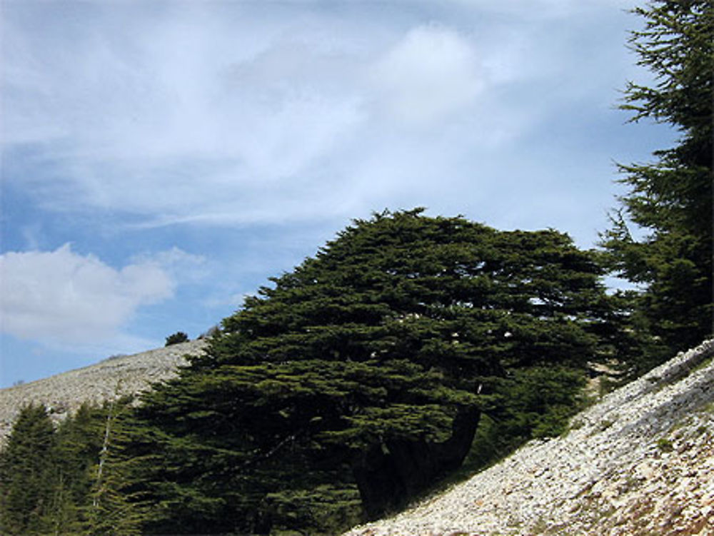 Les Cèdres du Chouf