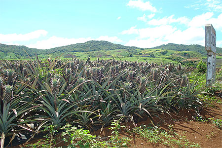 Plantation d'ananas Plantation d'ananas
