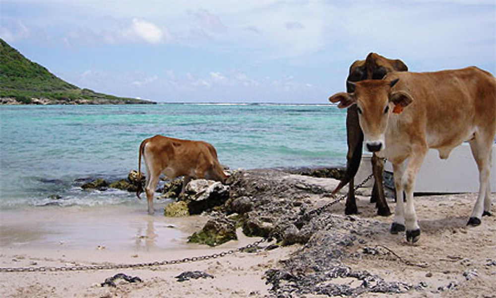 Vaches sur la plage