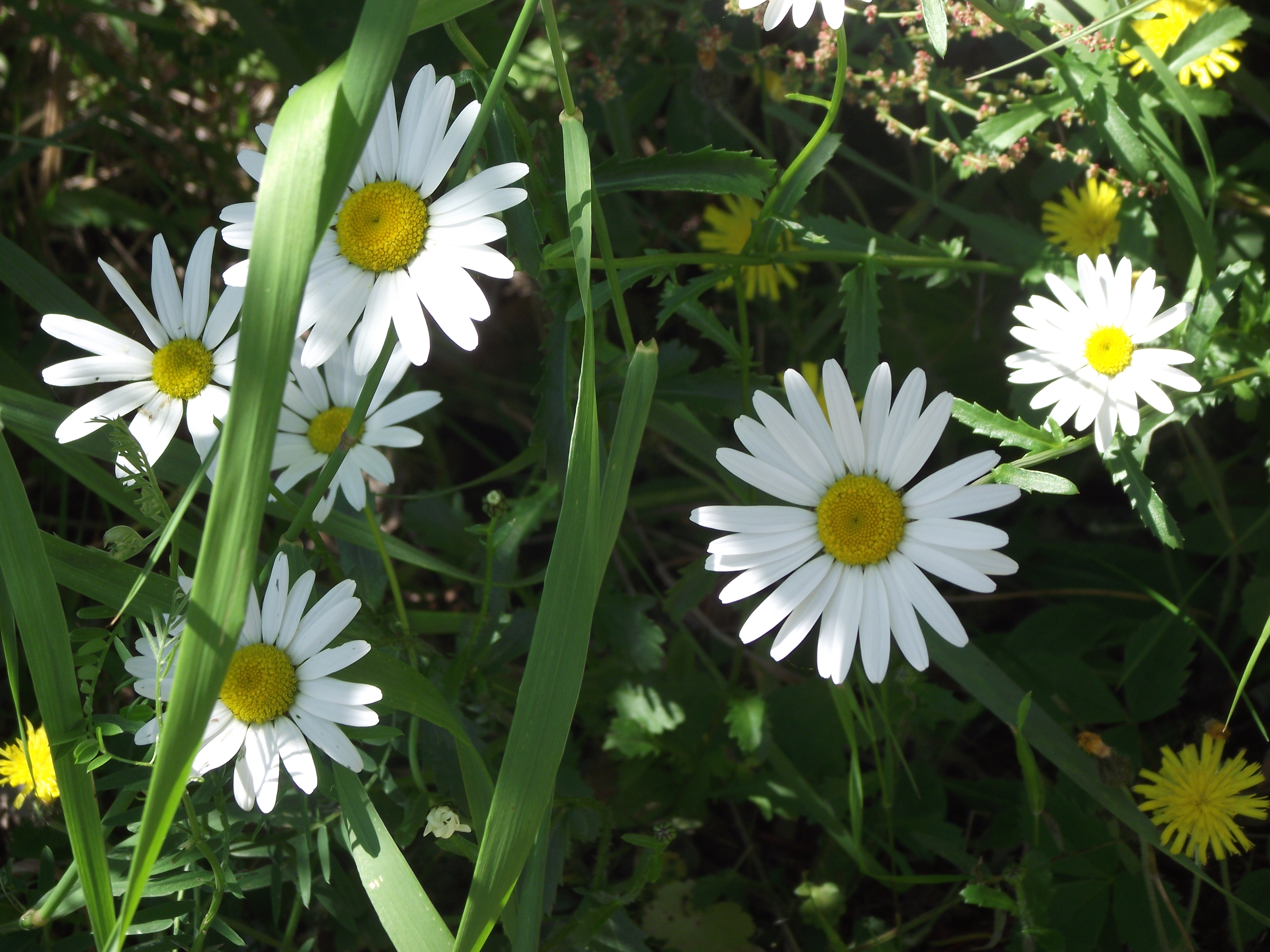 Les marguerites à Longue-Rive Les marguerites à Longue-Rive
