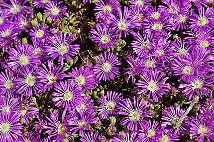 Fleurs violettes : Fleurs : Namaqualand : Province du Cap : Afrique du Sud  : Routard.com
