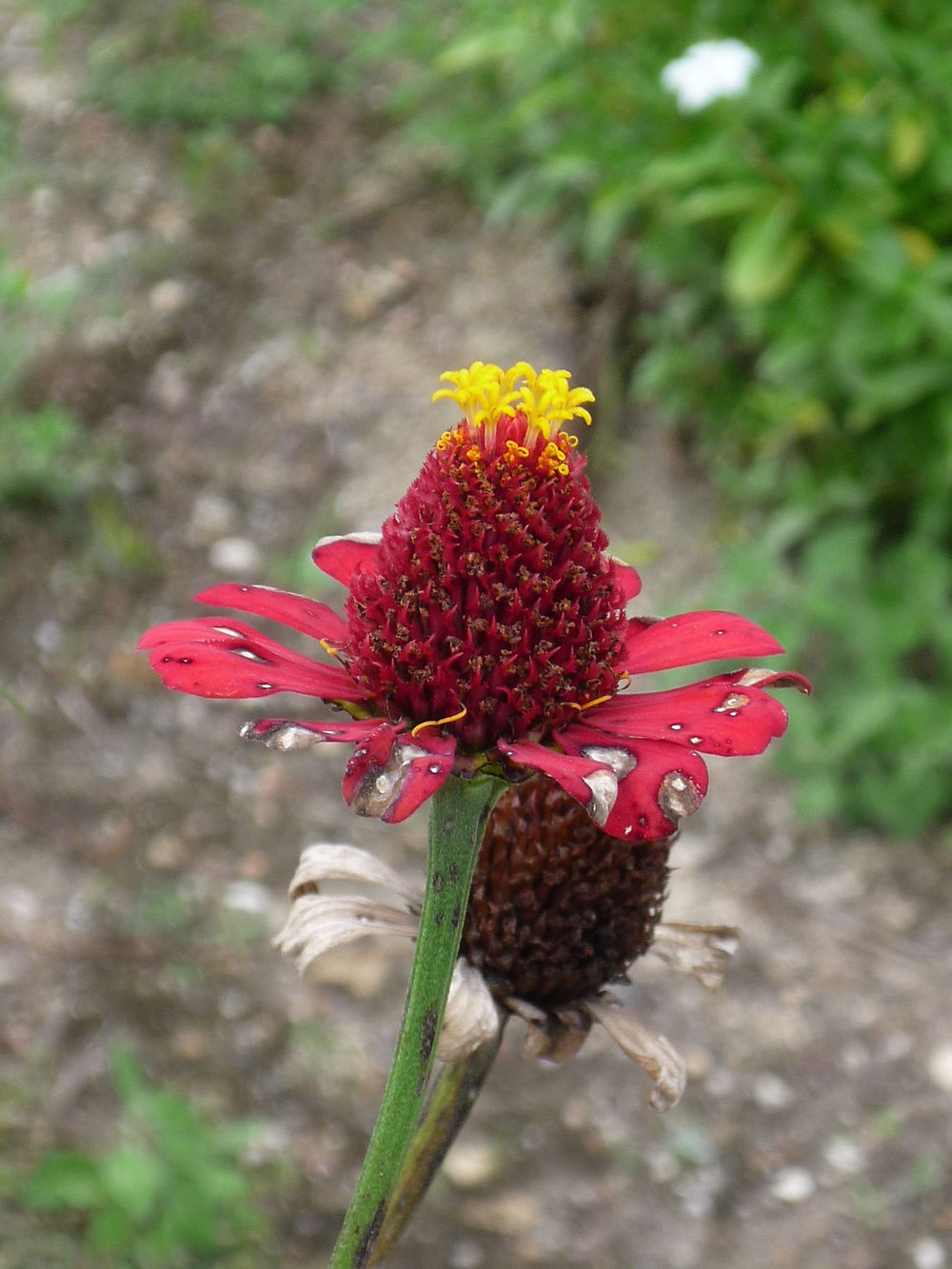 Flore régionale à Goias