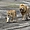 Lions du Serengeti, parc national de Tarangire