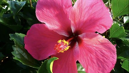 Hibiscus  de Guadeloupe