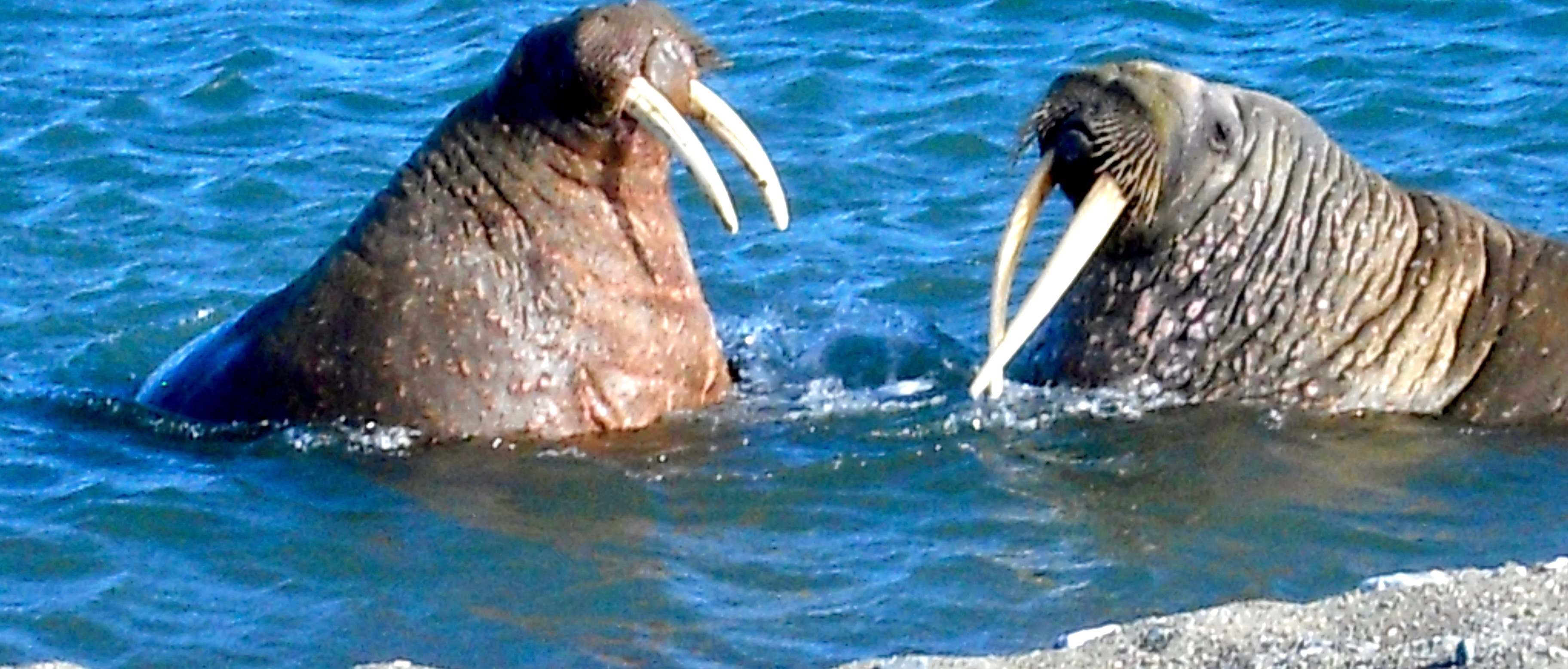 Les Morses Au Bain Animaux Baie Disfjord Spitzberg Archipel Du