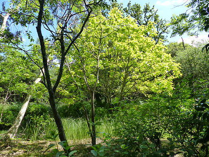 Jardin botanique de Cornouaille 