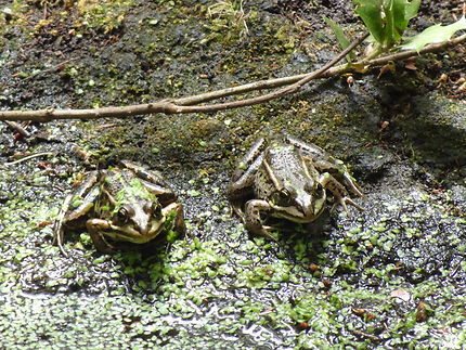 Deux petites grenouilles (cité des Tortues)