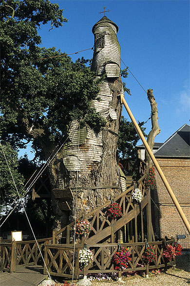 Chêne millénaire, Allouville-Bellefosse Chêne millénaire, Allouville-Bellefosse