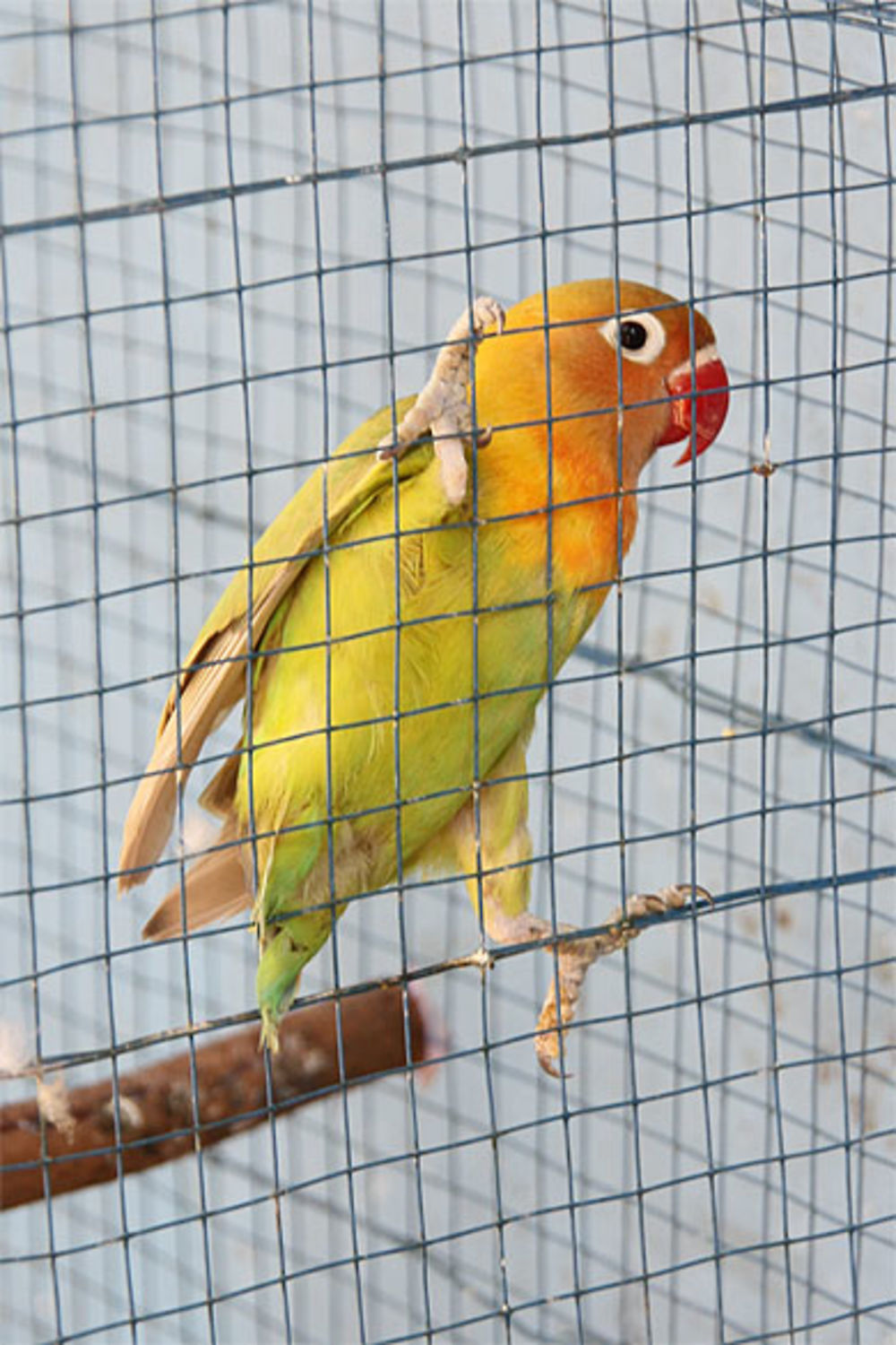 Marché aux oiseaux