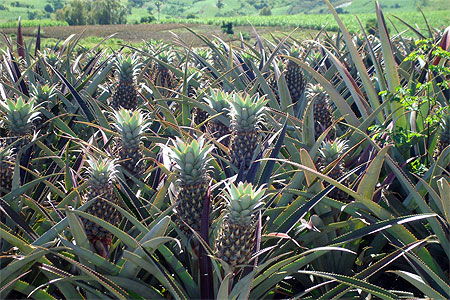 Comme un bouquet d'ananas Comme un bouquet d'ananas