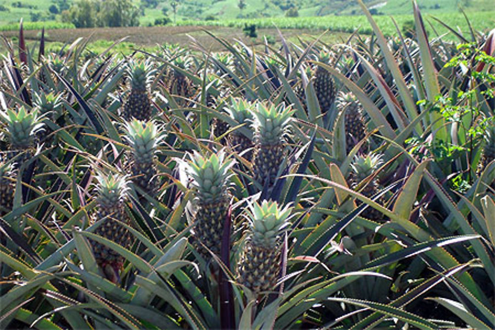 Comme un bouquet d'ananas