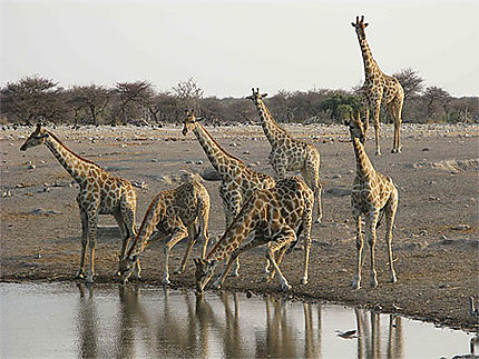 Girafes à Etosha